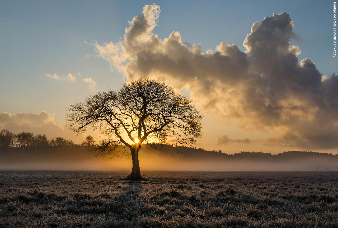 Imagen de Pete Linforth en Pixabay